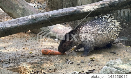 Malayan Porcupine Eating Carrot in Zoo Enclosure Malayan Porcupine Eating Carrot in Zoo Enclosure 142350055