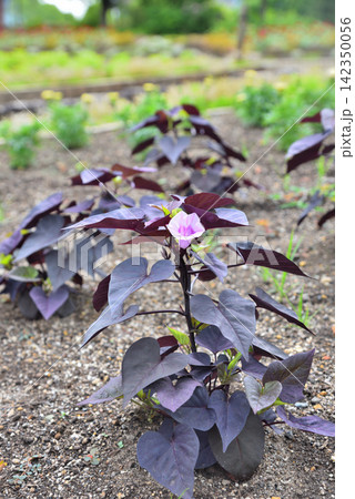 カラフルなイポメアの花 142350056