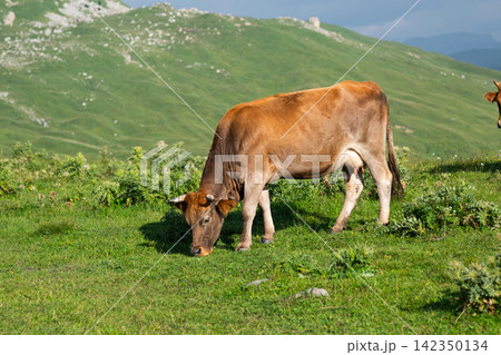 Brown cow grazing on a green mountain pasture Brown cow grazing on a green mountain pasture 142350134