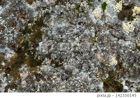 Close-up of multicolored lichens and mosses on rock surface Close-up of multicolored lichens and mosses on rock surface 142350145