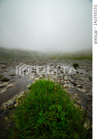 Green grass tuft in shallow rocky mountain water under fog Green grass tuft in shallow rocky mountain water under fog 142350151