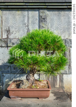 Jeju Island's beautiful bonsai park Jeju Island's beautiful bonsai park 142350191
