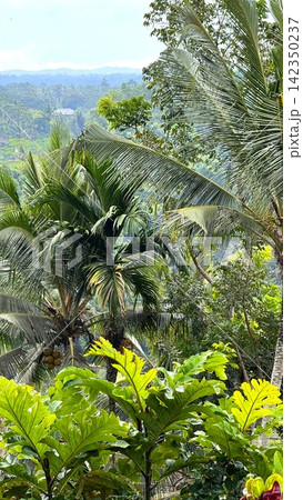 Tropical palm canopy with coconut clusters, layered fronds, and lush foreground foliage in bright daylight, showing dense green jungle textures, misty hills, and serene depth Tropical palm canopy with coconut clusters, layered fronds, and lush foreground foliage in bright daylight, showing dense green jungle textures, misty hills, and serene depth 142350237