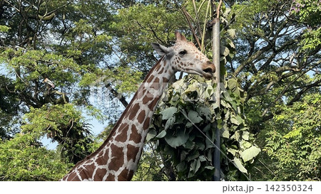 Giraffe Feeding on Suspended Leaves in Zoo Enclosure Giraffe Feeding on Suspended Leaves in Zoo Enclosure 142350324