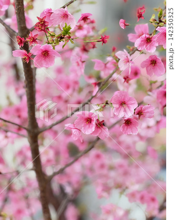柔らかいボケ味と鮮やかなピンクの桜（春の花の接写） 142350325