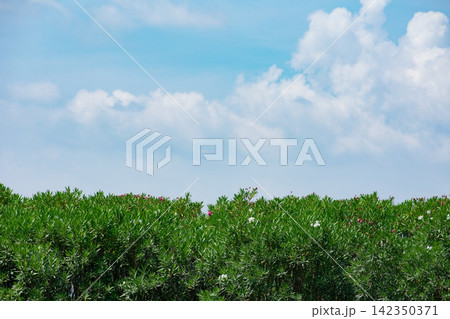 キョウチクトウと夏の空 キョウチクトウと夏の空 142350371