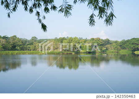 Peaceful freshwater lake framed by hanging green leaves with tropical forest reflected across calm blue water. Nature background for travel and conservation. Sustainability, travel and wellness design 142350463