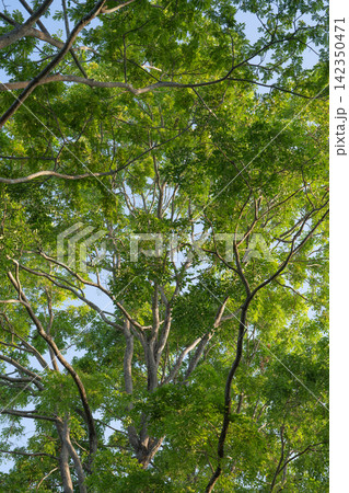 Green tree canopy with branches illuminated by natural light. Sustainability, biodiversity, carbon storage and long term ecosystem conservation. Climate resilience, and environmental protection. 142350471