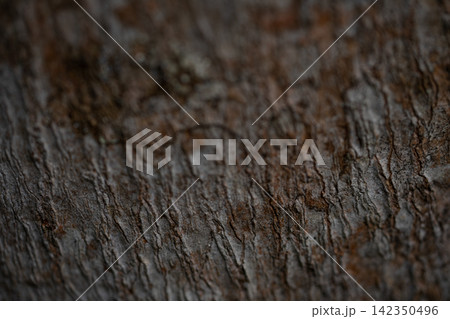 Detailed closeup of rough brown tree bark on a mature trunk outdoors. Organic cracks and weathered patterns for rustic backgrounds, nature design and environmental concept. Woody texture. Detailed closeup of rough brown tree bark on a mature trunk outdoors. Organic cracks and weathered patterns for rustic backgrounds, nature design and environmental concept. Woody texture. 142350496