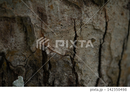 Cracked tree bark background. Biological carbon capture and storage. Climate change mitigation and sustainable ecosystem. Natural carbon sequestration within tree biomass for decarbonization. Cracked tree bark background. Biological carbon capture and storage. Climate change mitigation and sustainable ecosystem. Natural carbon sequestration within tree biomass for decarbonization. 142350498