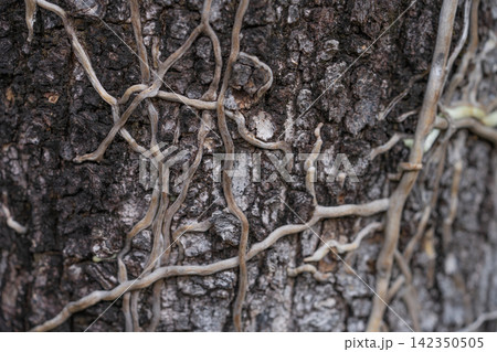 Tangled woody vine growing across rough bark of tree in tropical forest. Natural growth and forest biomass that supports carbon storage, biodiversity and climate mitigation. Carbon sequestration. 142350505