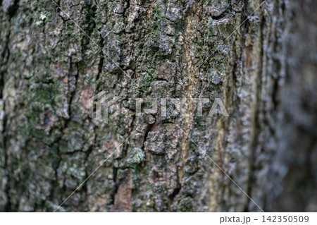 Rough tree bark on mature forest trunk. Natural weathered texture and organic detail. Carbon storage and environmental conservation. forest biomass, carbon sequestration and ecosystem conservation. 142350509