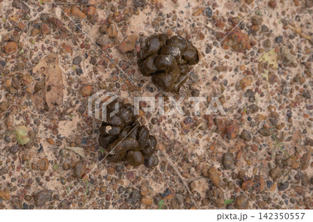 Fresh cattle manure lying on farm ground. Livestock waste as natural organic fertilizer source for composting, soil fertility, nutrient recycling and sustainable agriculture. Organic fertilizer. 142350557