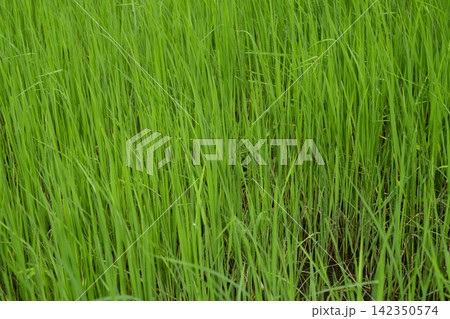 Young green rice plants growing densely in broadcast seeded paddy field during rainy season in rural Thailand. Early crop development, fertile farmland and sustainable rice agriculture. Rice seedlings Young green rice plants growing densely in broadcast seeded paddy field during rainy season in rural Thailand. Early crop development, fertile farmland and sustainable rice agriculture. Rice seedlings 142350574