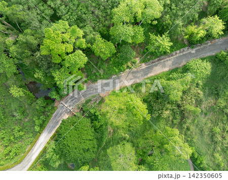 Tropical forest beside rural road and stream. Natural carbon capture, climate resilience and sustainable land conservation. Ecosystem protection, climate change response and long term sustainability. 142350605
