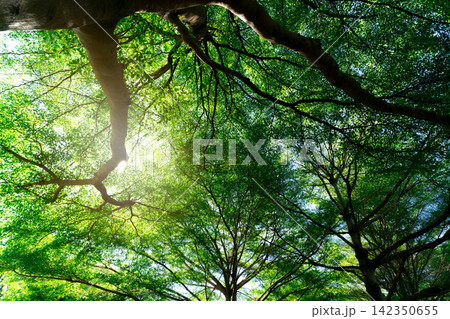 Bottom view of tree trunk to green leaves of tree in tropical forest. Fresh environment in park. Green plant give oxygen in summer garden. Forest is lung for human concept. Breath fresh air concept. Bottom view of tree trunk to green leaves of tree in tropical forest. Fresh environment in park. Green plant give oxygen in summer garden. Forest is lung for human concept. Breath fresh air concept. 142350655