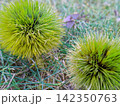 秋の野原に咲く毬栗 栗　秋 142350763