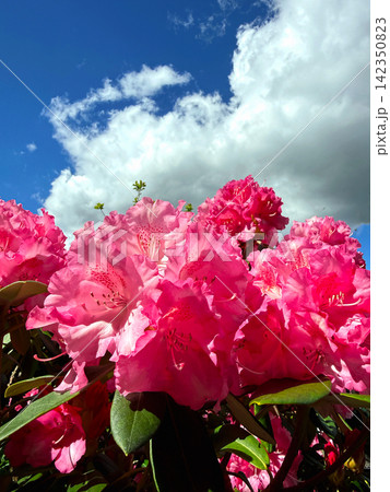 Pink rhododendron blossoms in spring garden Pink rhododendron blossoms in spring garden 142350823