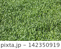 麦若葉 142350919