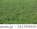 麦若葉 142350920