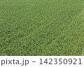 麦若葉 142350921