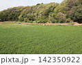 麦若葉 142350922