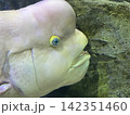迫力のあるマンボウ 142351460