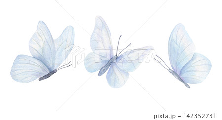 Three pastel blue butterflies with translucent wings watercolor illustration on isolated background. Ethereal insect design for wedding invitations, greeting cards, romantic scrapbooking elements. Three pastel blue butterflies with translucent wings watercolor illustration on isolated background. Ethereal insect design for wedding invitations, greeting cards, romantic scrapbooking elements. 142352731