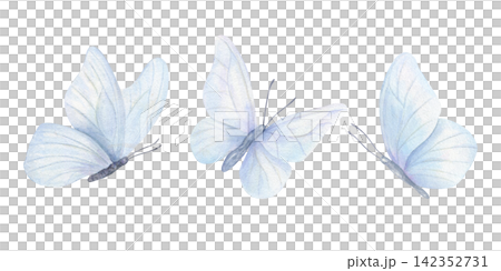 Three pastel blue butterflies with translucent wings watercolor illustration on isolated background. Ethereal insect design for wedding invitations, greeting cards, romantic scrapbooking elements. Three pastel blue butterflies with translucent wings watercolor illustration on isolated background. Ethereal insect design for wedding invitations, greeting cards, romantic scrapbooking elements. 142352731