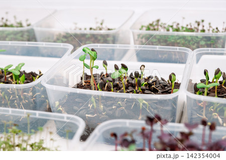 Seedlings growing in plastic containers on a white surface indoors Seedlings growing in plastic containers on a white surface indoors 142354004