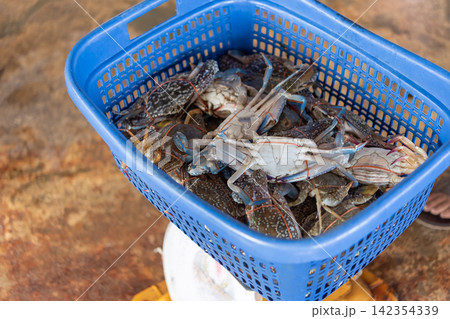 Fresh blue swimming crabs tied packed blue basket for sale at local seafood market showing raw shellfish harvest commercial fishery produce 142354339