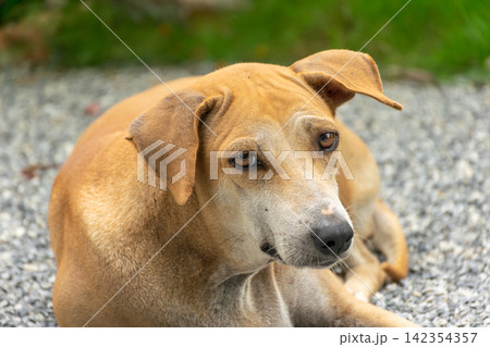 Closeup portrait of brown dog resting calmly gravel outdoors attentive eyes relaxed ears surrounded by softly blurred natural background Closeup portrait of brown dog resting calmly gravel outdoors attentive eyes relaxed ears surrounded by softly blurred natural background 142354357