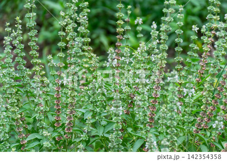 Dense flowering basil plants green leaves white blossoms mature seed heads growing naturally outdoors lush tropical herb garden Dense flowering basil plants green leaves white blossoms mature seed heads growing naturally outdoors lush tropical herb garden 142354358