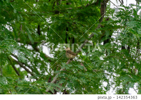 Asian golden weaver bird perched tree branch among lush green leaves natural tropical habitat showing wild bird behavior detailed plumage Asian golden weaver bird perched tree branch among lush green leaves natural tropical habitat showing wild bird behavior detailed plumage 142354363