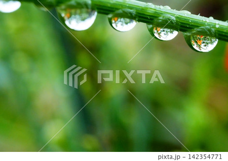 緑の葉に並ぶ雨上がりの雫 緑の葉に並ぶ雨上がりの雫 142354771