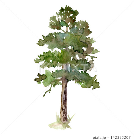 Watercolor tall pine tree with textured trunk and lush green crown Watercolor tall pine tree with textured trunk and lush green crown 142355207
