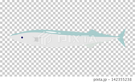 A simple illustration of a saury (in light colors). 142355238