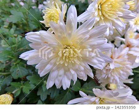 White Chrysanthemum. White Chrysanthemum. 142355350
