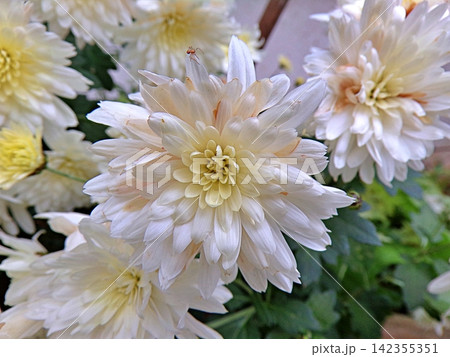 White Chrysanthemum with Spider. 142355351