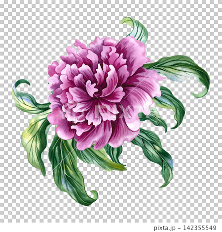 Pink peony flower. A hand drawn watercolor illustration. Perfect for designing greeting cards, invitations and congratulations. Suitable for textiles, labels, packaging and much more. Pink peony flower. A hand drawn watercolor illustration. Perfect for designing greeting cards, invitations and congratulations. Suitable for textiles, labels, packaging and much more. 142355549