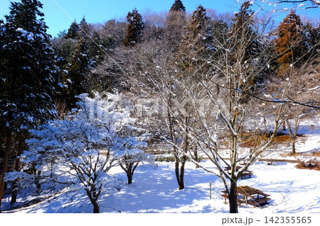 【神奈川県】雪の残る早春の森 142355565