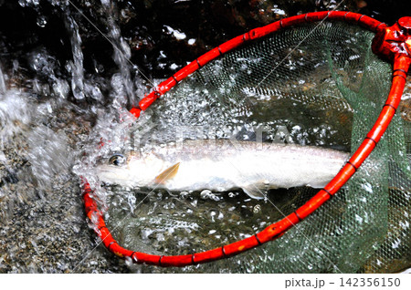 笛吹川支流・雷沢の滑滝と樹林と、肌の白い綺麗な岩魚 笛吹川支流・雷沢の滑滝と樹林と、肌の白い綺麗な岩魚 142356150
