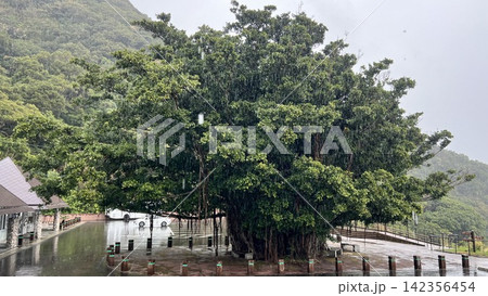 鹿児島・佐多岬公園のガジュマルの木 鹿児島・佐多岬公園のガジュマルの木 142356454