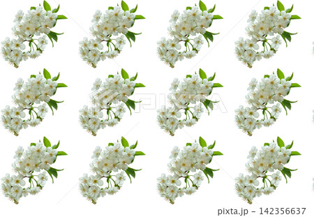 Spring pattern of fruit tree branches with white flowers Spring pattern of fruit tree branches with white flowers 142356637