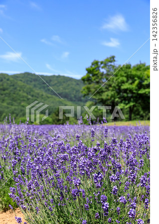北海道南富良野町、かなやま湖ラベンダー園【7月】 142356826