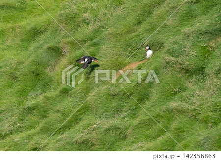 Atlantic puffins nesting in green grass in Vestmannaeyjar, Iceland 142356863
