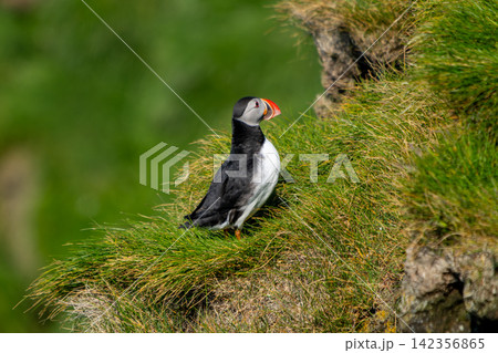Atlantic Puffin on Green Cliff in Westman Islands, Iceland 142356865