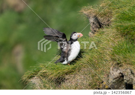 Atlantic Puffin on a Cliff in Westman Islands, Iceland Atlantic Puffin on a Cliff in Westman Islands, Iceland 142356867