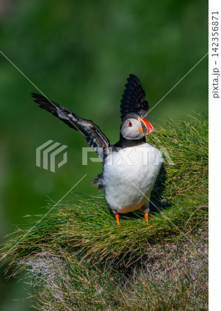 Atlantic Puffin Stretching Wings in Vestmannaeyjar, Iceland Atlantic Puffin Stretching Wings in Vestmannaeyjar, Iceland 142356871