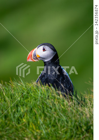 Atlantic Puffin in Vestmannaeyjar, Iceland Atlantic Puffin in Vestmannaeyjar, Iceland 142356874